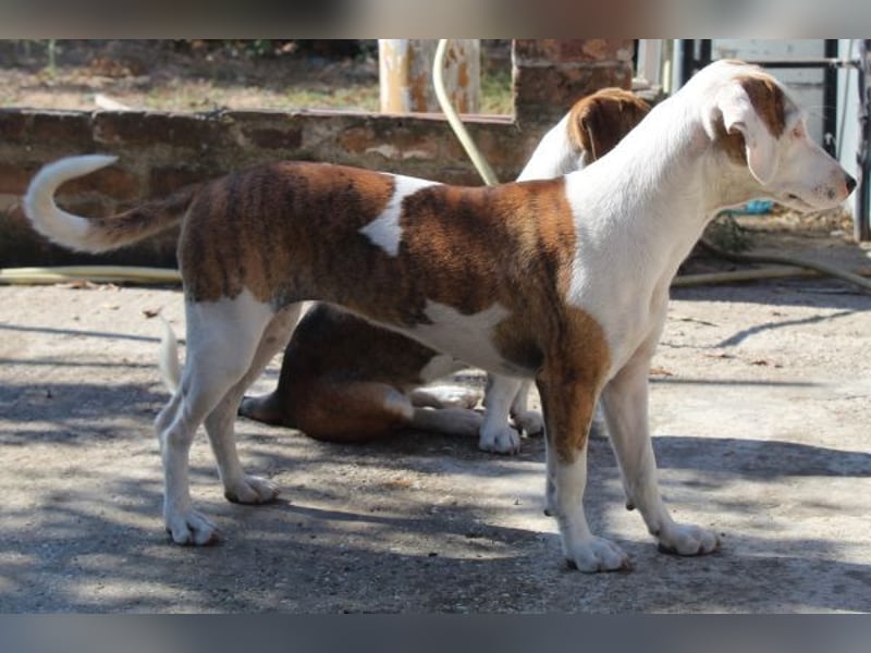 Nivara, geb. ca. 11/2024, lebt in GRIECHENLAND, auf einer privaten Pflegestelle