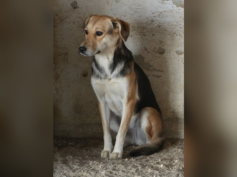 Atlanta, geb. ca. 07/2023, lebt in GRIECHENLAND, auf einer privaten Pflegestelle