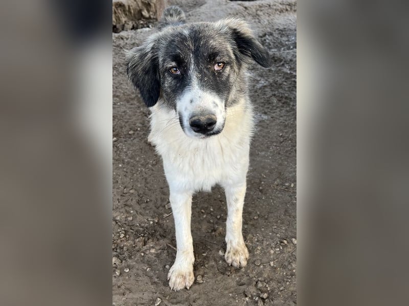 Hoya, geb. ca. 04/2022, lebt in GRIECHENLAND, im städt. Tierheim Serres