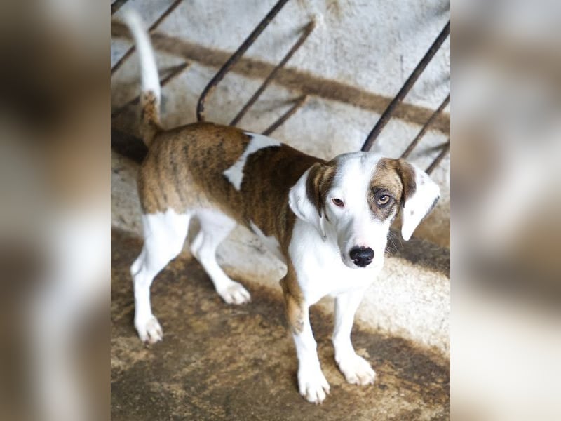 Nivara, geb. ca. 11/2024, lebt in GRIECHENLAND, auf einer privaten Pflegestelle