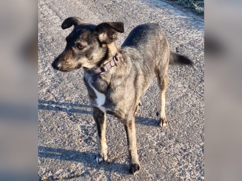 Larsson, geb. ca. 12/2018, lebt bei einer Familie in 74229 Oedheim, Vermittlungshilfe