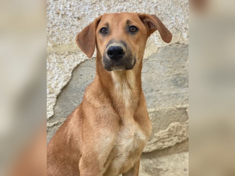 Luke, geb. ca. 02/2025, lebt in GRIECHENLAND, auf einer privaten Pflegestelle