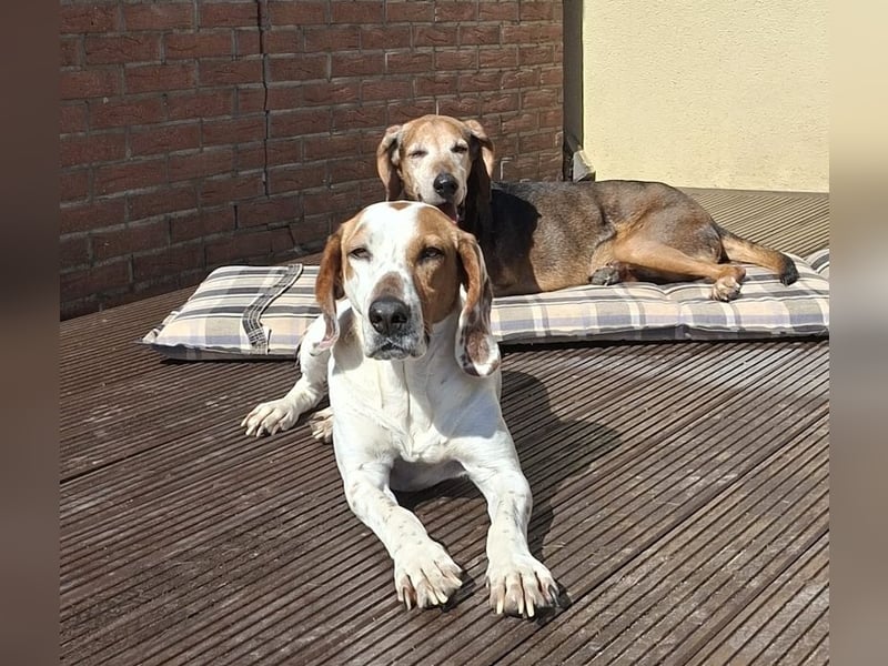 Zack, geb. ca. 10/2022, lebt auf einer Pflegestelle in 23556 Lübeck