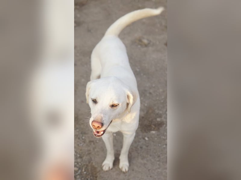 Gianna, geb. ca. 02/2022, lebt in GRIECHENLAND, im städt. Tierheim Serres