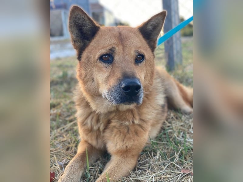Foxita, geb. ca. 04/2020, lebt in GRIECHENLAND, im städt. Tierheim Serres