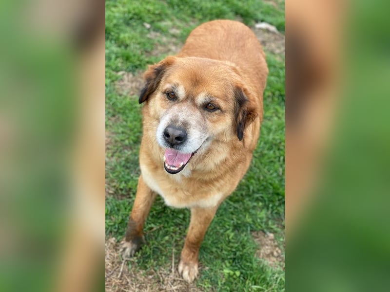 Gandhi, geb. ca. 12/2018, lebt in GRIECHENLAND, im städt. Tierheim Serres