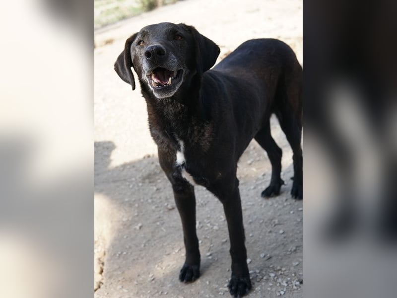Chelion, geb. ca. 11/2018, lebt in GRIECHENLAND, im städt. Tierheim Serres