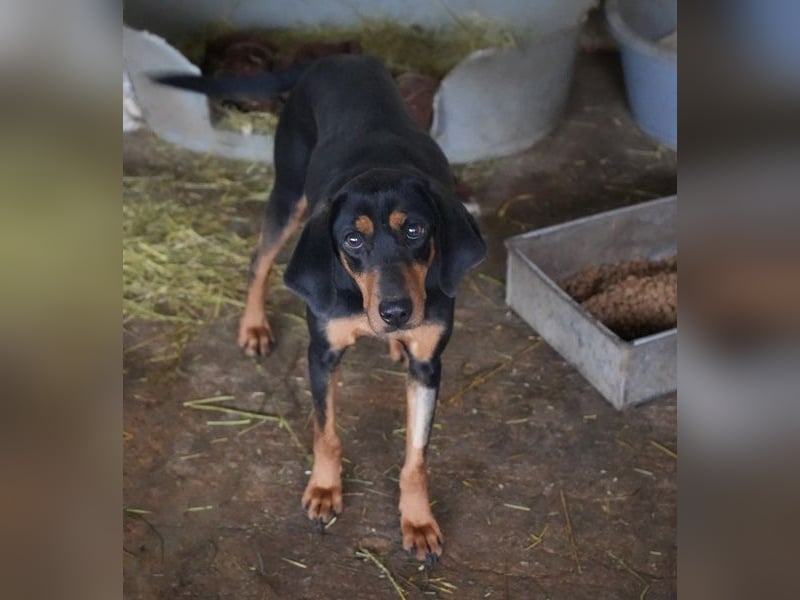 Frida, geb. ca. 01/2025, lebt in GRIECHENLAND, auf einer privaten Pflegestelle