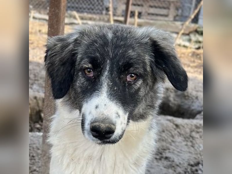 Hoya, geb. ca. 04/2022, lebt in GRIECHENLAND, im städt. Tierheim Serres