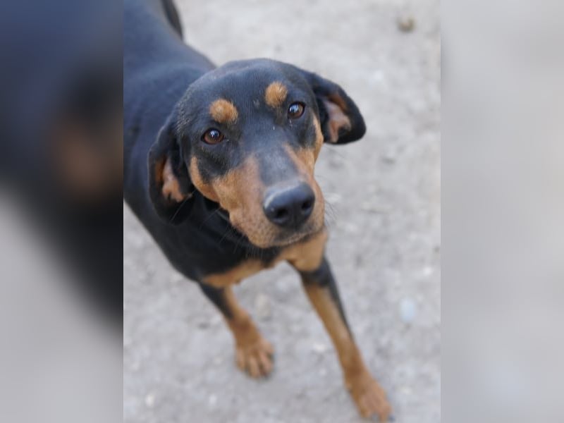 Frida, geb. ca. 01/2025, lebt in GRIECHENLAND, auf einer privaten Pflegestelle