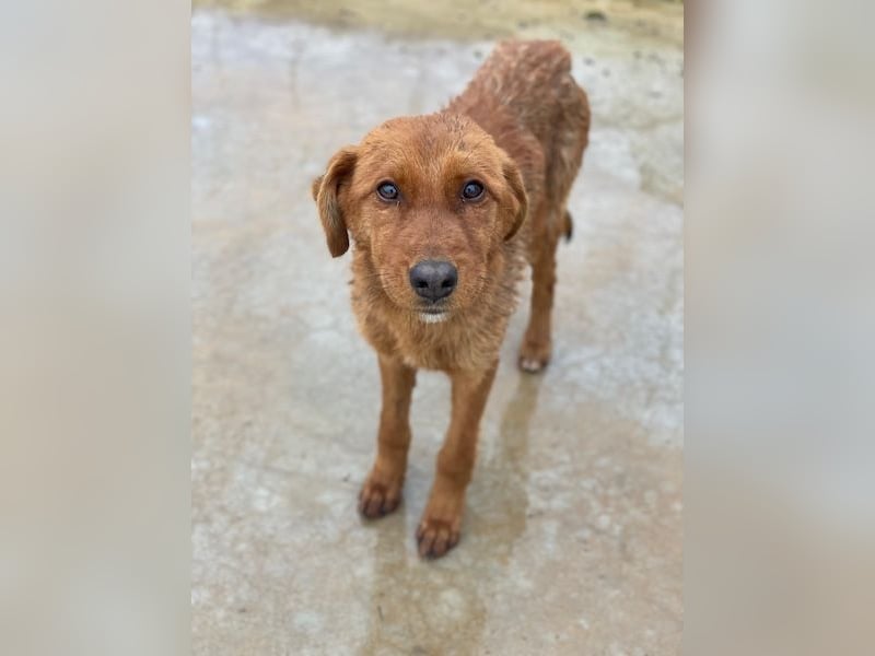 Kayla, geb. ca. 08/2025, lebt in GRIECHENLAND, im städt. Tierheim Serres