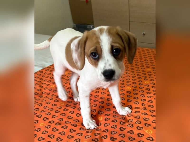 Sprite, geb. ca. 11/2025, lebt in GRIECHENLAND, auf einer privaten Pflegestelle