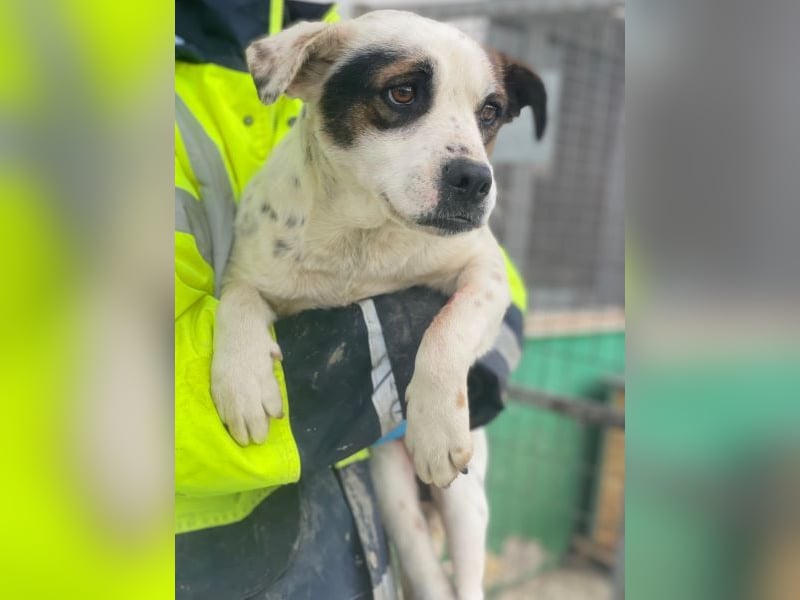 Eva, geb. ca.12/2024, lebt in GRIECHENLAND, auf einer privaten Pflegestelle