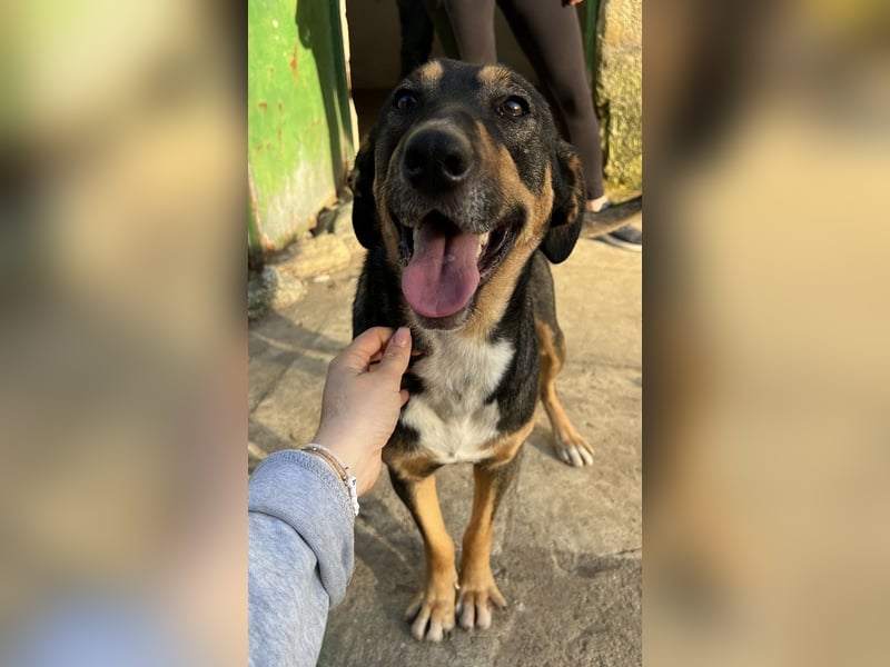 Ajax, geb. ca. 11/2024, lebt in GRIECHENLAND, auf einem Gelände, wird notdürftig versorgt