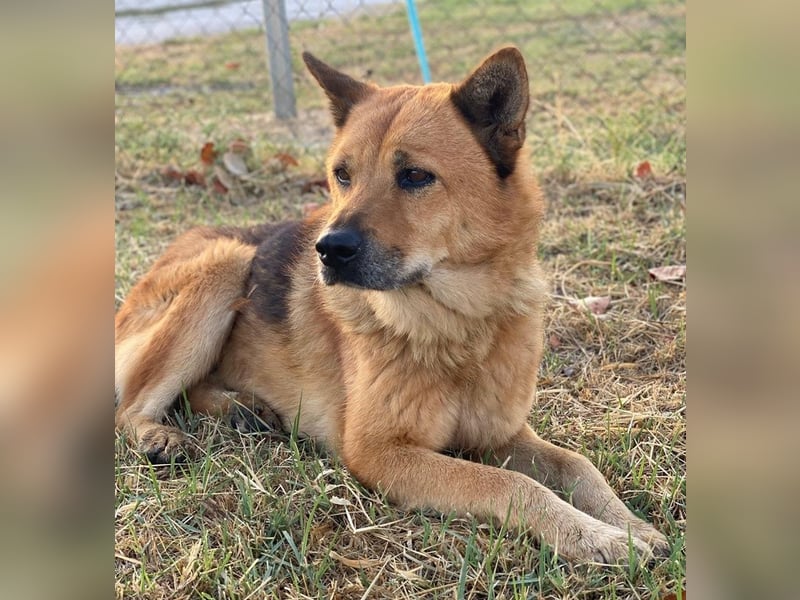 Foxita, geb. ca. 04/2020, lebt in GRIECHENLAND, im städt. Tierheim Serres