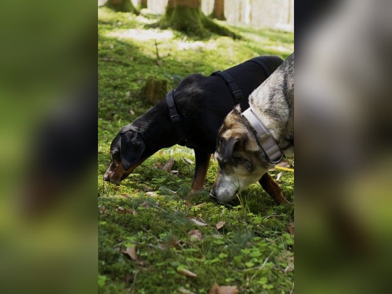 Neria, geb. ca. 11/2020, lebt auf einer Pflegestelle in 95168 Marktleuthen