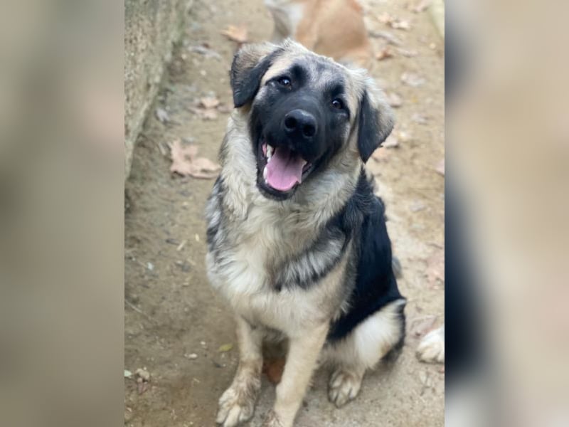 Anakin, geb. ca. 03/2025, lebt in GRIECHENLAND, auf einer privaten Pflegestelle