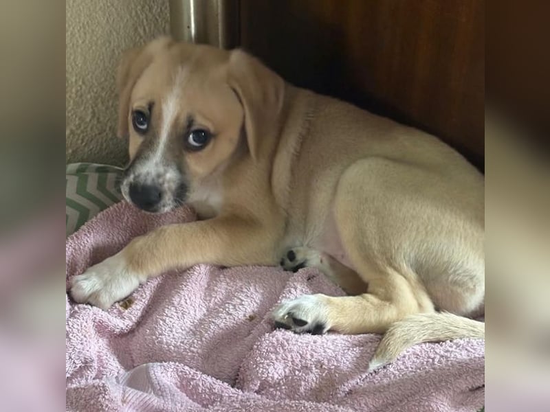 Cola, geb. ca. 11/2025, lebt in GRIECHENLAND, auf einer privaten Pflegestelle