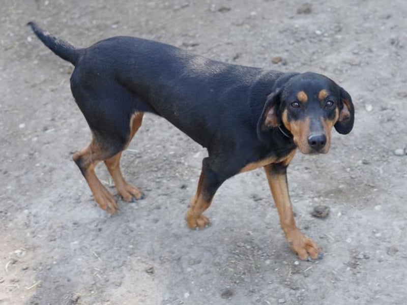 Frida, geb. ca. 01/2025, lebt in GRIECHENLAND, auf einer privaten Pflegestelle