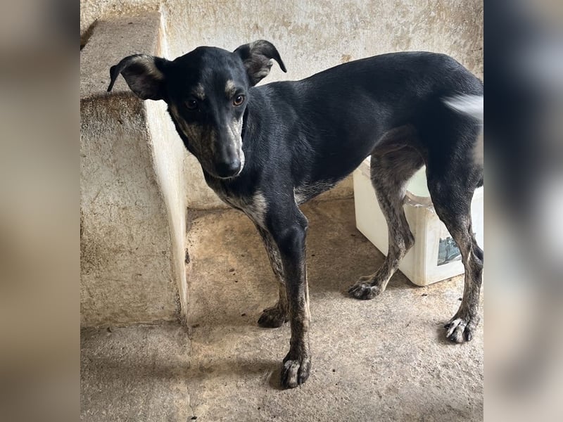 Savina, geb. ca. 01/2025, lebt in GRIECHENLAND, auf einer privaten Pflegestelle