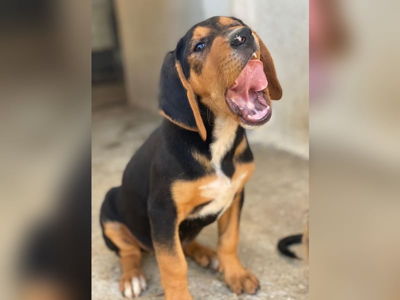 Jäger, geb. ca. 08/2025, lebt in GRIECHENLAND, im städt. Tierheim Serres