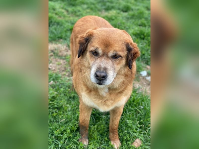 Gandhi, geb. ca. 12/2018, lebt in GRIECHENLAND, im städt. Tierheim Serres