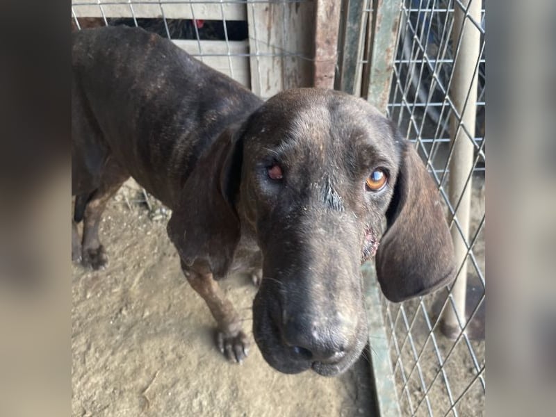 Granny, geb. ca. 01/2018, lebt in GRIECHENLAND, auf einer privaten Pflegestelle