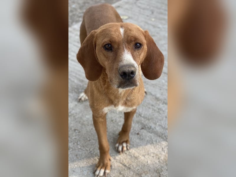 Elma, geb. ca. 03/2021, lebt in GRIECHENLAND, im städt. Tierheim Serres