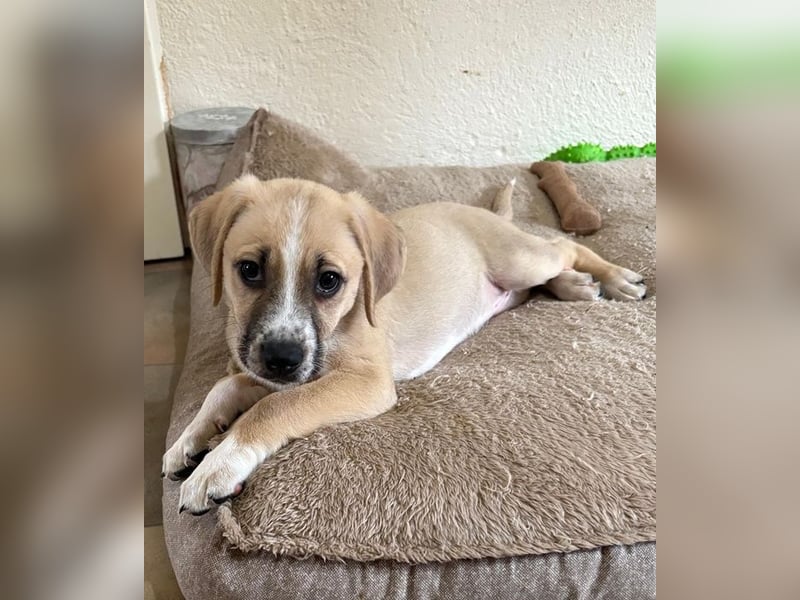 Cola, geb. ca. 11/2025, lebt in GRIECHENLAND, auf einer privaten Pflegestelle