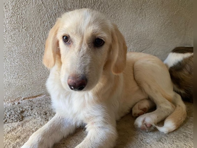 Garetto, geb. ca. 04/2025, lebt in GRIECHENLAND, im städt. Tierheim Serres