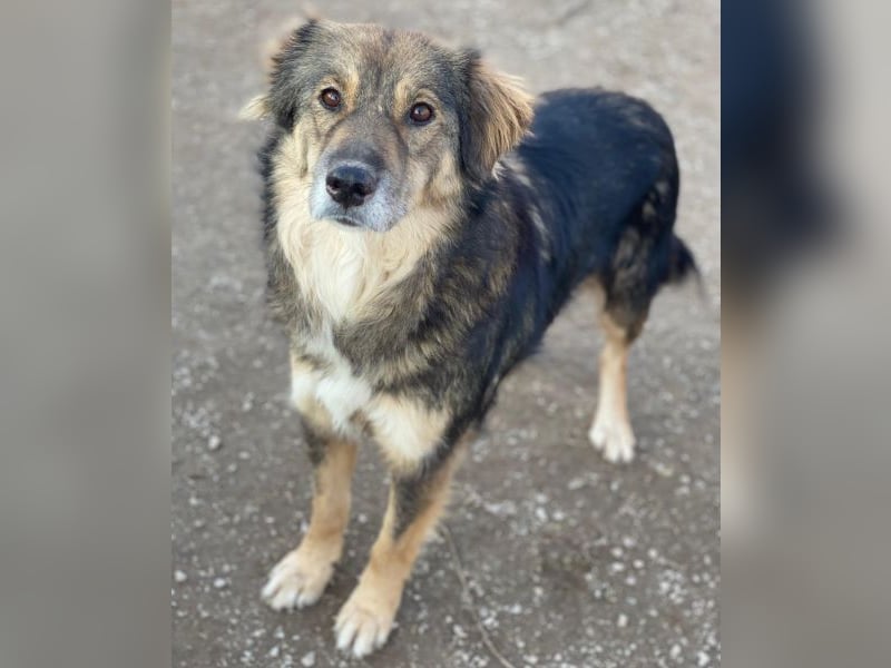 Shiou, geb. ca. 12/2023, lebt in GRIECHENLAND, im städt. Tierheim Serres