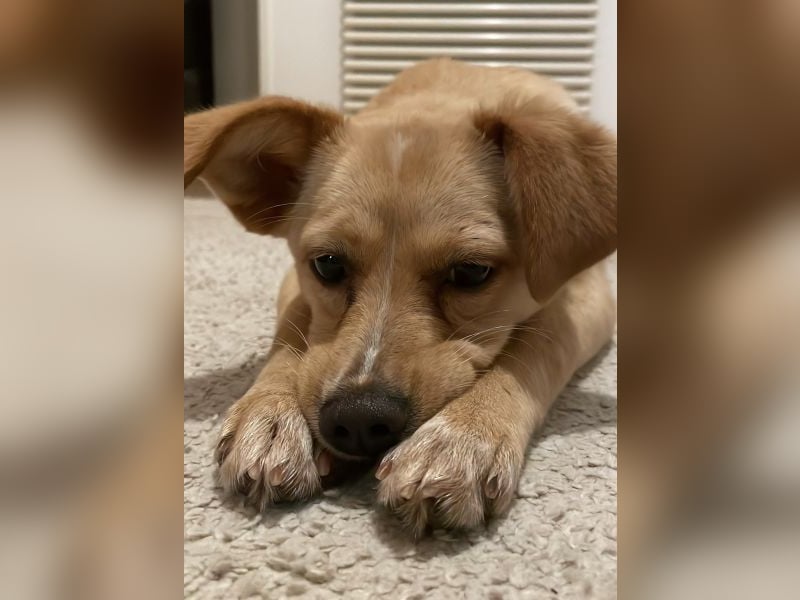 Yumi, geb. ca. 05/2025, lebt auf einer Pflegestelle in 52066 Aachen