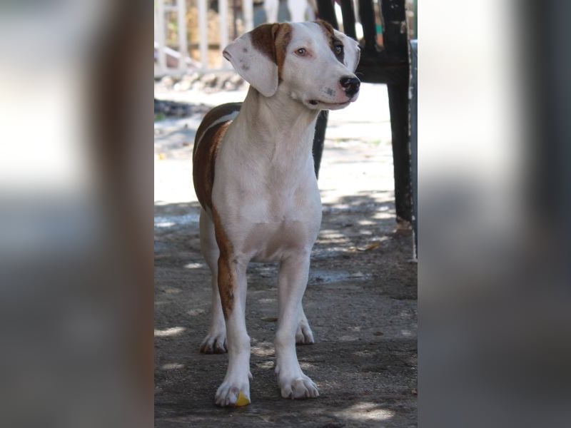 Nivara, geb. ca. 11/2024, lebt in GRIECHENLAND, auf einer privaten Pflegestelle