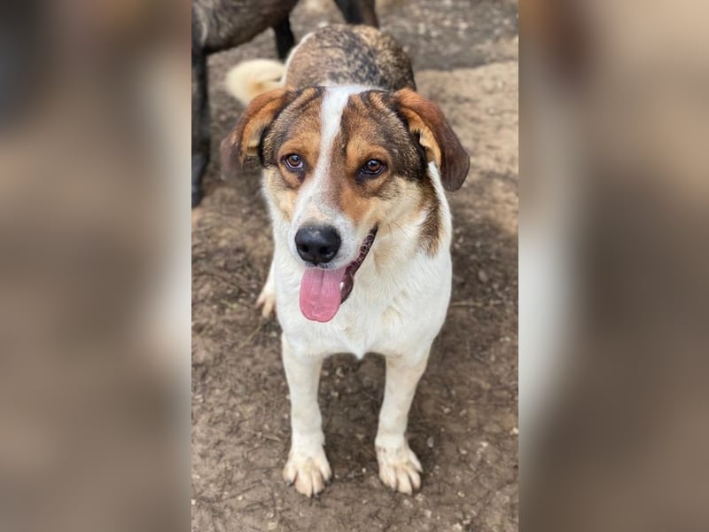 Antonio, geb. ca. 05/2023, lebt in GRIECHENLAND, auf einer privaten Pflegestelle