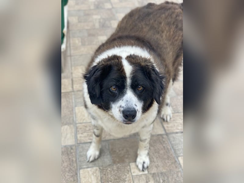 Linda, geb. ca. 09/2015, lebt in GRIECHENLAND, auf einer privaten Pflegestelle