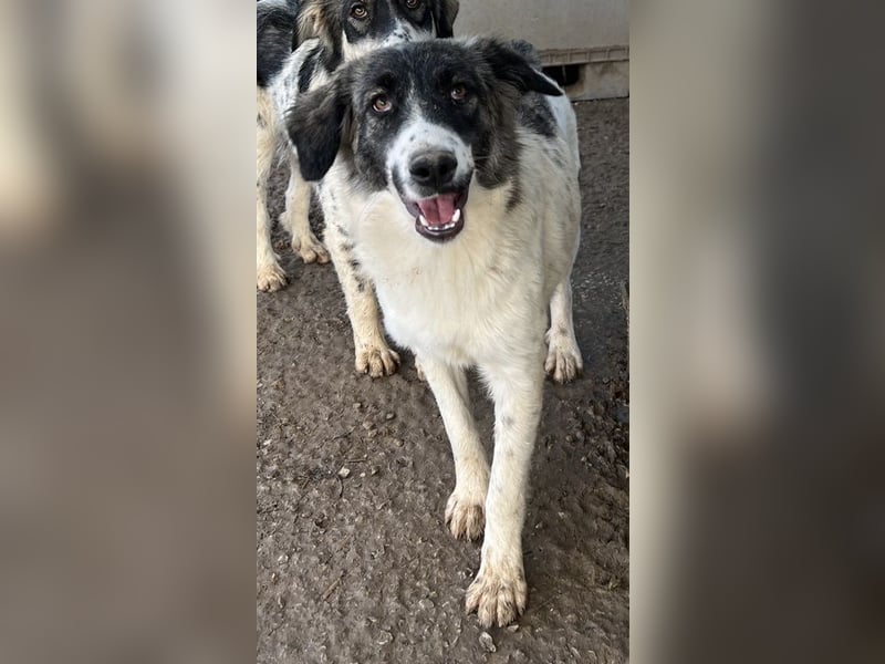 Hoya, geb. ca. 04/2022, lebt in GRIECHENLAND, im städt. Tierheim Serres