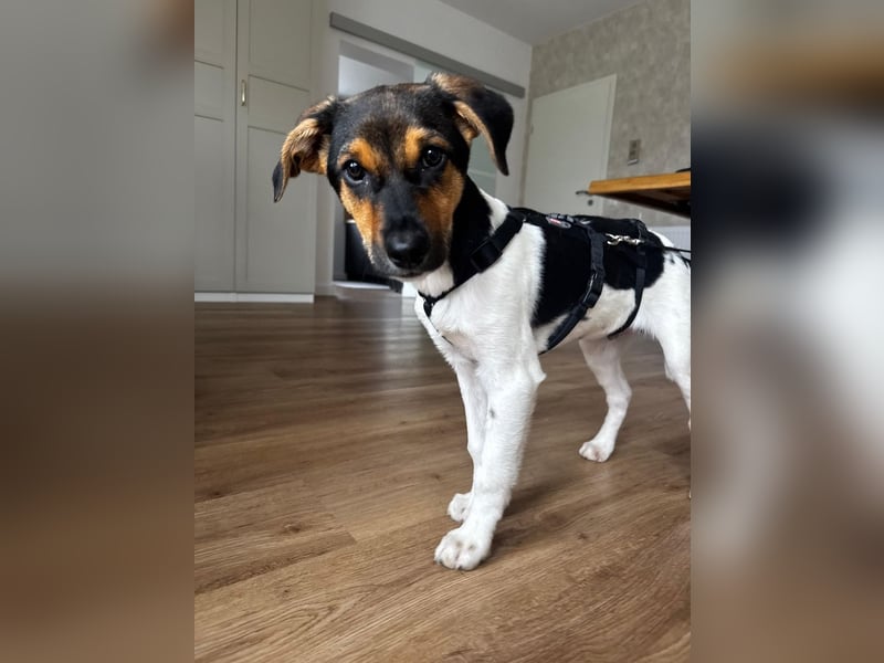 Caien, geb. ca. 10/2025, lebt auf einer Pflegestelle in 49176 Hilter