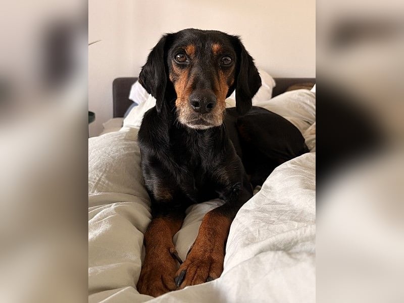 Neria, geb. ca. 11/2020, lebt auf einer Pflegestelle in 95168 Marktleuthen