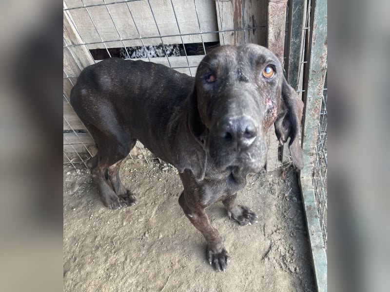 Granny, geb. ca. 01/2018, lebt in GRIECHENLAND, auf einer privaten Pflegestelle