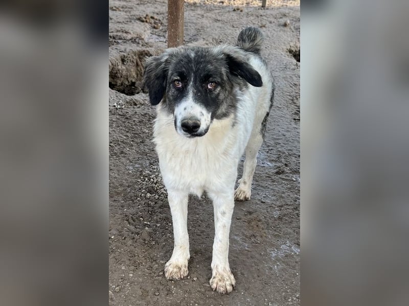 Hoya, geb. ca. 04/2022, lebt in GRIECHENLAND, im städt. Tierheim Serres