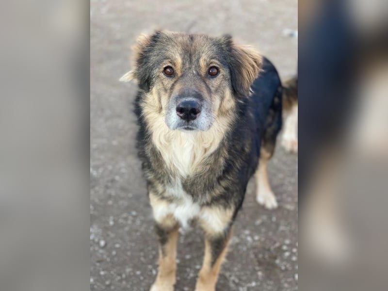 Shiou, geb. ca. 12/2023, lebt in GRIECHENLAND, im städt. Tierheim Serres