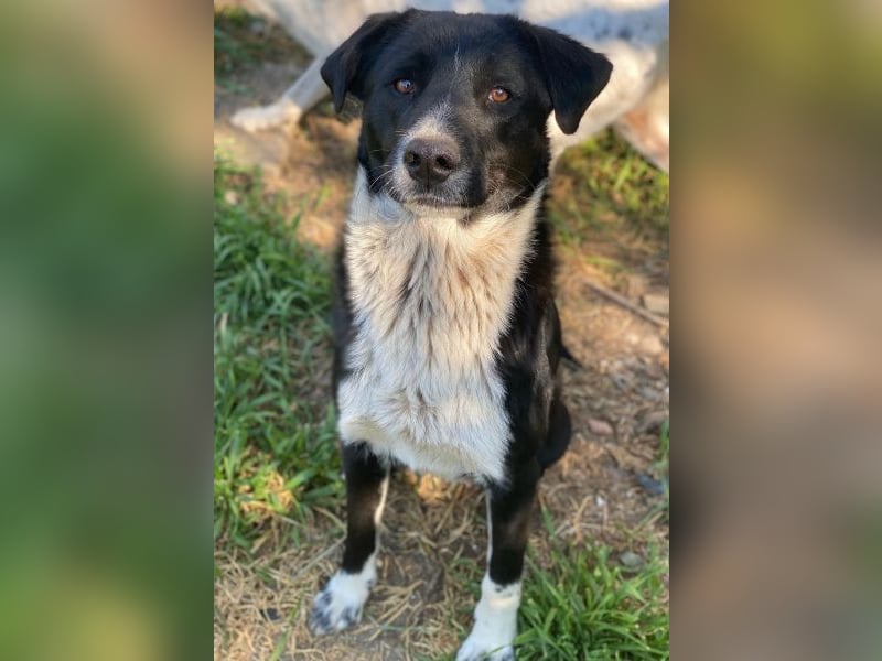 Sora,  geb. ca 03/2025, lebt in GRIECHENLAND, auf einer privaten Pflegestelle