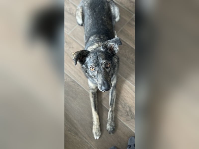 Larsson, geb. ca. 12/2018, lebt bei einer Familie in 74229 Oedheim, Vermittlungshilfe