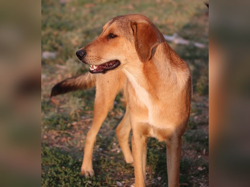 Henning, geb. ca. 12/2023, lebt in GRIECHENLAND, im städt. Tierheim Serres