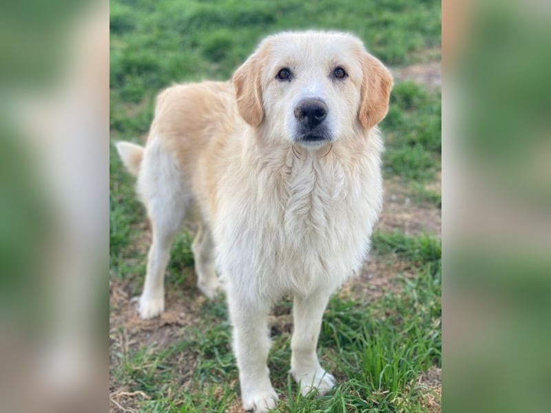 Gipsy, geb. ca. 04/2025, lebt in GRIECHENLAND, im städt. Tierheim Serres