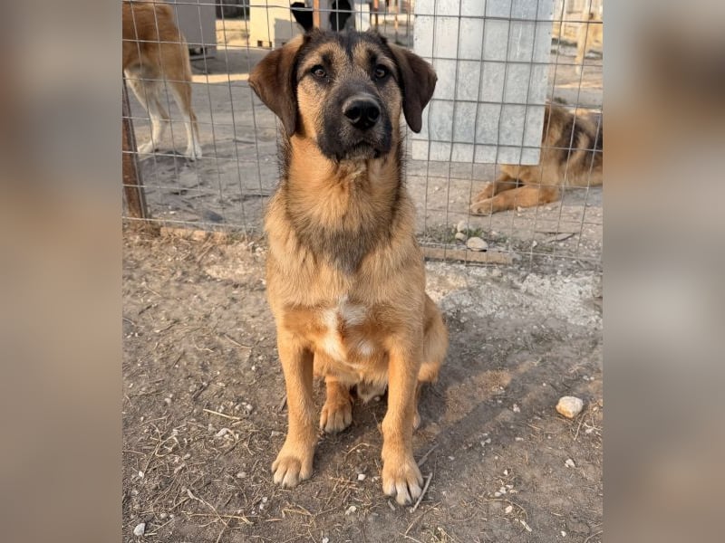 Maverick, geb. ca. 07/2025, lebt in GRIECHENLAND, im städt. Tierheim Serres