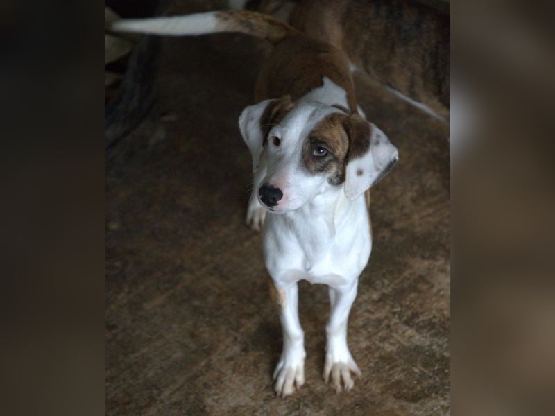 Nivara, geb. ca. 11/2024, lebt in GRIECHENLAND, auf einer privaten Pflegestelle