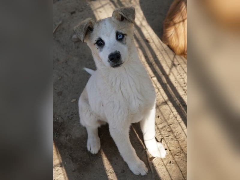 Maple, geb. ca. 12/2025, lebt auf einer Pflegestelle in 52531 Übach-Palenberg