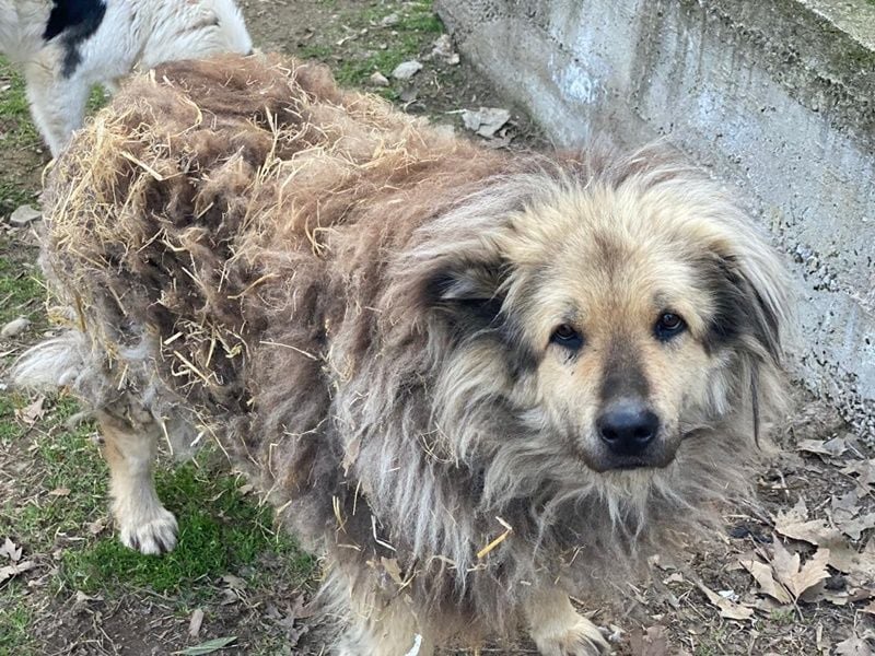 Mandy Lou geb. ca. 11/2020, lebt in GRIECHENLAND, auf einer privaten Pflegestelle