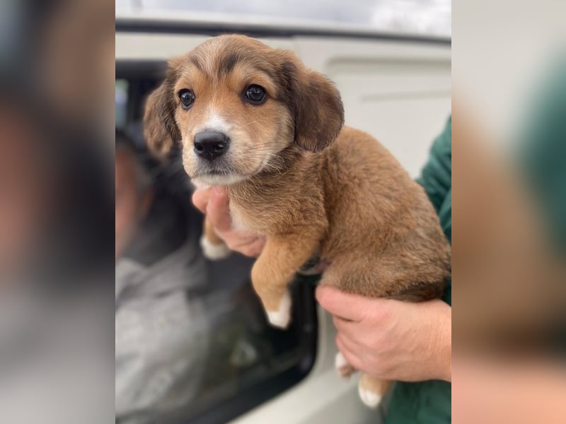 Barnes, geb. ca. 10/2025, lebt in GRIECHENLAND, im städt. Tierheim Serres